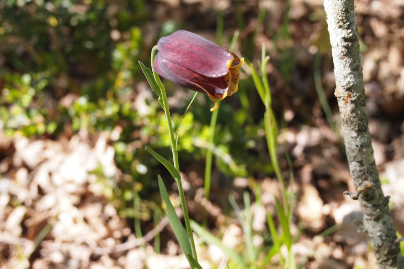 Fritillary, Pyrennean plant